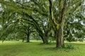 Southern Live Oaks Royalty Free Stock Photo