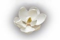 Southern magnolia flower