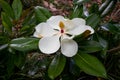 Southern Magnolia FlowerFlowering bloom Royalty Free Stock Photo