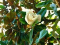 Southern Magnolia Flower