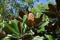 Southern magnolia  Magnolia grandiflora  tree. Royalty Free Stock Photo