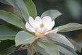 The Southern Magnolia Tree in bloom during August