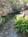 Southern maidenhair fern on the bank of a watercourse