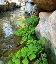 Southern maidenhair fern on the bank of a watercourse Royalty Free Stock Photo