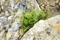 Southern maidenhair plant in spring