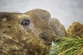 Male Elephant Seal South Georgia Royalty Free Stock Photo