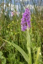 Southern Marsh Orchid Royalty Free Stock Photo