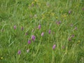 Southern Marsh Orchids (Dactylorhiza praetermissa) Royalty Free Stock Photo