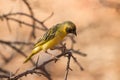 Southern Masked Weaver