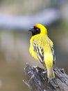 Southern Masked Weaver