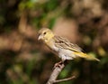 Southern masked weaver