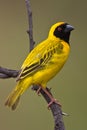 Southern Masked Weaver