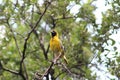 Bright yellow weaver bird on guard