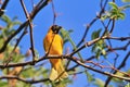 Southern Masked Weaver - African Wild Bird Background - Building Home Royalty Free Stock Photo