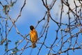 Southern Masked Weaver - African Wild Bird Background - Colorful Nature Royalty Free Stock Photo