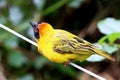 Southern Masked Weaver Bird Ploceus velatus African Weaver Royalty Free Stock Photo