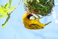 Southern Masked Weaver Bird Ploceus velatus African Weaver