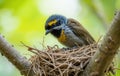 Golden-breasted Fulvetta in Nest Royalty Free Stock Photo