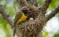 Yellow-vented Bulbul Bird Tending to its Nest and Egg Royalty Free Stock Photo