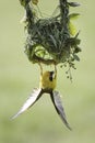 Southern Masked Weaver Bird Royalty Free Stock Photo