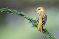 Southern Masked Weaver Female