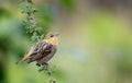 Southern Masked Weaver Female