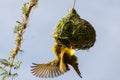 Southern masked weaver & its nest