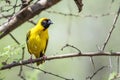 Southern Masked-Weaver in Kruger National park, South Africa