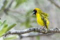 Southern Masked-Weaver in Kruger National park, South Africa