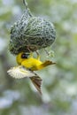 Southern Masked-Weaver in Kruger National park, South Africa