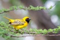 Southern Masked Weaver