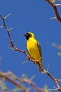 SOUTHERN MASKED-WEAVER ploceus velatus, ADULT STANDING ON ACACIA BRANCH, NAMIBIA Royalty Free Stock Photo