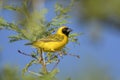 Southern Masked-weaver - Ploceus velatus Royalty Free Stock Photo