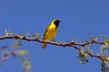 Southern Masked-weaver, ploceus velatus, Male on Acacia Branch, Namibia Royalty Free Stock Photo