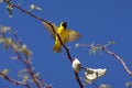 Southern Masked-weaver, ploceus velatus, Male singing, Namibia Royalty Free Stock Photo