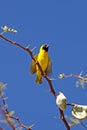 Southern Masked-weaver, ploceus velatus, Male standing on Acacia Tree Branch, Namibia Royalty Free Stock Photo