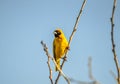 Southern masked yellow weaver , Ploceus velatus perched and working during breeding season