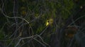 Southern masked yellow weaver , Ploceus velatus perched and working during breeding season