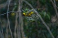 Southern masked yellow weaver , Ploceus velatus perched and working during breeding season