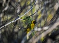 Southern masked yellow weaver , Ploceus velatus perched and working during breeding season