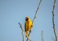 Southern masked yellow weaver , Ploceus velatus perched and working during breeding season