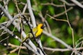 Southern masked yellow weaver , Ploceus velatus perched and working during breeding season