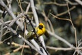 Southern masked yellow weaver , Ploceus velatus perched and working during breeding season