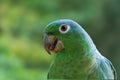 Southern Mealy Amazon Parrot Royalty Free Stock Photo