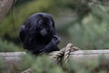 The southern muriqui Brachyteles arachnoides is a muriqui woolly spider monkey species endemic to Brazil Royalty Free Stock Photo