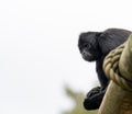 The southern muriqui Brachyteles arachnoides is a muriqui woolly spider monkey species endemic to Brazil Royalty Free Stock Photo