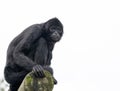 The southern muriqui Brachyteles arachnoides is a muriqui woolly spider monkey species endemic to Brazil Royalty Free Stock Photo