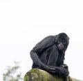 The southern muriqui Brachyteles arachnoides is a muriqui woolly spider monkey species endemic to Brazil Royalty Free Stock Photo