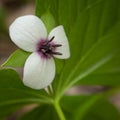 Southern Nodding Trillium in Spring Royalty Free Stock Photo