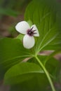 Southern Nodding Trillium in Spring 2 Royalty Free Stock Photo